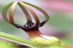 Ceropegia noorjahaniae